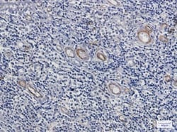 Asparagine synthetase Antibody (S05-9E5), Novus Biologicals:Antibodies:Primary