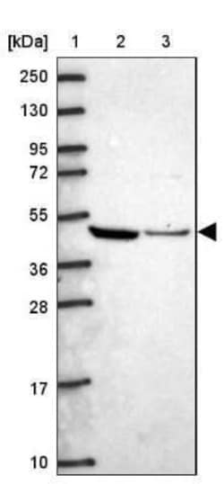 Ataxin-10 Antibody, Novus Biologicals 25 &mu;L; Unconjugated:Antibodies,