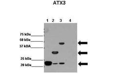 Ataxin-3 Antibody, Novus Biologicals 100 &mu;L; Unconjugated:Antibodies,
