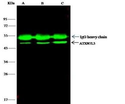 Ataxin 7-Like 3 Antibody, Novus Biologicals 100 &mu;g; Unconjugated:Antibodies,