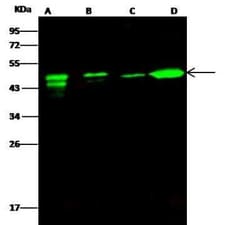 Ataxin 7-Like 3 Antibody, Novus Biologicals 100 &mu;g; Unconjugated:Antibodies,