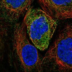 Atlastin-2 Antibody, Novus Biologicals 25ul; Unconjugated:Antibodies, Polyclonal