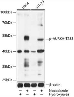 Aurora A, p Thr288 Antibody - BSA Free, Novus Biologicals 100 &mu;g; Unconjugated:Antibodies,