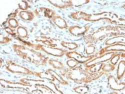 Aurora B Antibody (rAURKB/1592) - Azide and BSA Free, Novus Biologicals 100 &mu;g | Buy Online | Novus Biologicals | Fisher Scientific