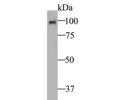 Auxin response factor Mouse anti-Plant, Clone: 14D1, Novus Biologicals 100 &mu;g | Buy Online | Novus Biologicals | Fisher Scientific