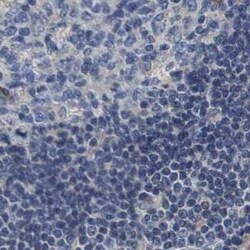 Axotrophin Antibody, Novus Biologicals 25 &mu;L; Unconjugated:Antibodies,