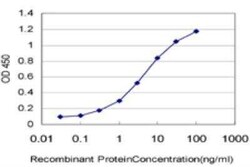 B-Myb Antibody (5G5), Novus Biologicals 0.1 mg, Unconjugated:Antibodies,