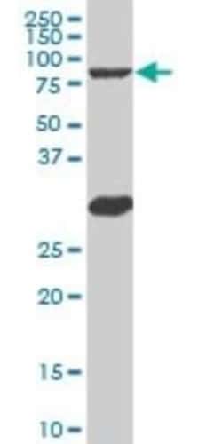 B-Myb Antibody (5G5), Novus Biologicals 0.1 mg, Unconjugated:Antibodies,