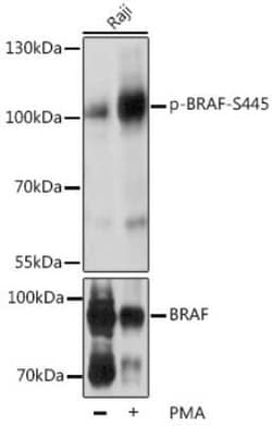 B-Raf, p Ser445 Antibody - BSA Free, Novus Biologicals 100 &mu;g; Unconjugated:Antibodies,