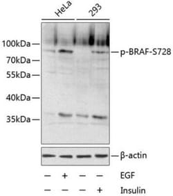 B-Raf, p Ser728 Antibody - BSA Free, Novus Biologicals 100 &mu;g; Unconjugated:Antibodies,