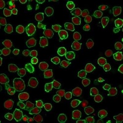 B220/CD45R Antibody (F10-89-4), Novus Biologicals:Antibodies:Primary Antibodies