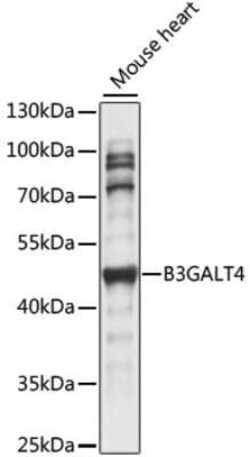B3GALT4 Antibody - Azide and BSA Free, Novus Biologicals:Antibodies:Primary