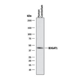 Human beta-1,3-Glucuronyltransferase 1/B3GAT1 Antibody, R D Systems:Antibodies:Primary