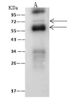 B3GNT3 Antibody, Novus Biologicals 100 &mu;g | Buy Online | Novus Biologicals | Fisher Scientific