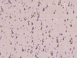B4GALNT1 Antibody, Novus Biologicals 100 &mu;g, Unconjugated:Antibodies,