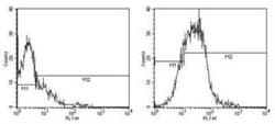 B7-1/CD80 Antibody (16-10A1) - BSA Free, Novus Biologicals:Antibodies:Primary