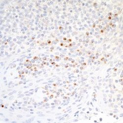 B7-2/CD86 Antibody (BLR030F), Novus Biologicals 100 &mu;L | Buy Online | Novus Biologicals | Fisher Scientific
