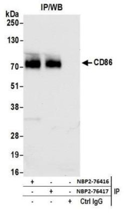 B7-2/CD86 Antibody (BLR030F), Novus Biologicals 100 &mu;L | Buy Online | Novus Biologicals | Fisher Scientific