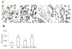 B7-2/CD86 Antibody (BU63), Novus Biologicals 0.1mg; Unlabeled:Antibodies,