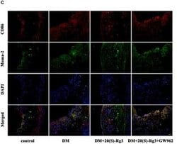 B7-2/CD86 Antibody (BU63), Novus Biologicals 0.1mg; Unlabeled:Antibodies,