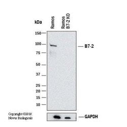 B7-2/CD86 Antibody (BU63), Novus Biologicals 0.1mg; Unlabeled:Antibodies,