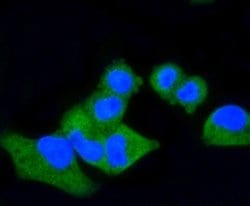 B7-2/CD86 Antibody (SJ20-00), Novus Biologicals 100&mu;L:Antibodies, Monoclonal