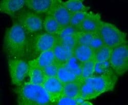 B7-2/CD86 Antibody (SJ20-00), Novus Biologicals 100&mu;L:Antibodies, Monoclonal