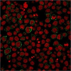 B7-2/CD86 Antibody (BU63), Novus Biologicals 0.02mg; Unlabeled:Antibodies,