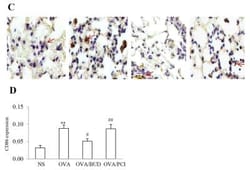 B7-2/CD86 Antibody (BU63), Novus Biologicals 0.02mg; Unlabeled:Antibodies,