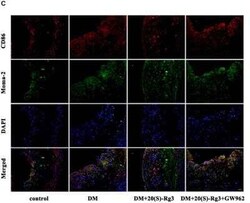 B7-2/CD86 Antibody (BU63), Novus Biologicals 0.02mg; Unlabeled:Antibodies,