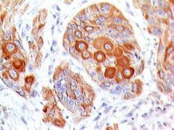 B7-2/CD86 Antibody (BU63), Novus Biologicals 0.02mg; Unlabeled:Antibodies,