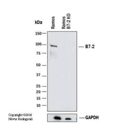 B7-2/CD86 Antibody (BU63), Novus Biologicals 0.02mg; Unlabeled:Antibodies,