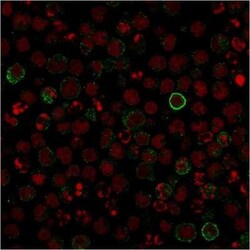B7-2/CD86 Antibody (C86/1146), Novus Biologicals 0.1mg; Unlabeled:Antibodies,