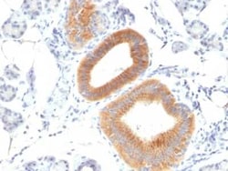 B7-2/CD86 Antibody (C86/1146), Novus Biologicals 0.1mg; Unlabeled:Antibodies,
