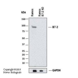 B7-2/CD86 Antibody (C86/1146), Novus Biologicals 0.1mg; Unlabeled:Antibodies,