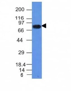 B7-2/CD86 Antibody (C86/1146), Novus Biologicals 0.1mg; Unlabeled:Antibodies,