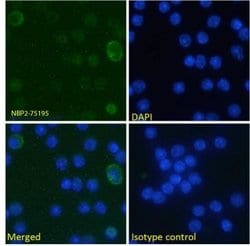 B7-H3/CD276 Antibody (MJ18) - Chimeric - Azide and BSA Free, Novus Biologicals