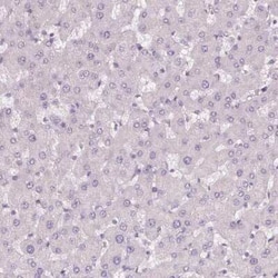B7-H7/HHLA2 Antibody, Novus Biologicals 0.1 mL, Unconjugated:Antibodies,