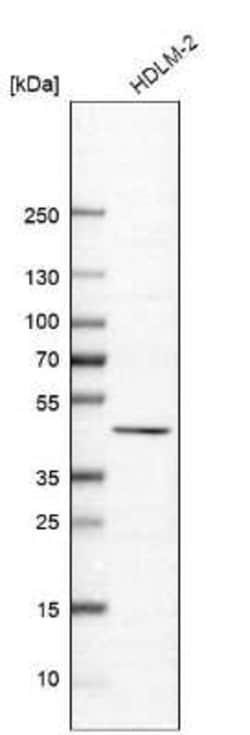 B7-H7/HHLA2 Antibody, Novus Biologicals 0.1 mL, Unconjugated:Antibodies,