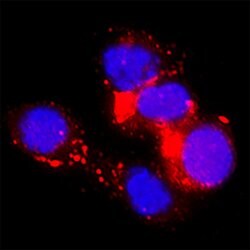 Human/Mouse/Rat B7-H4 Antibody, R D Systems 25 &mu;g; Unconjugated:Antibodies,