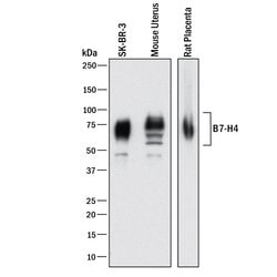 Human/Mouse/Rat B7-H4 Antibody, R D Systems 25 &mu;g; Unconjugated:Antibodies,