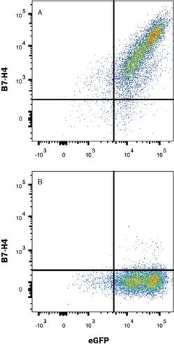 Human B7-H4 Antibody, R D Systems:Antibodies:Primary Antibodies