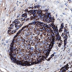 Human B7-H4 Antibody, R D Systems:Antibodies:Primary Antibodies
