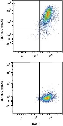 Human B7-H7/HHLA2 Antibody, R D Systems 100 &mu;g; Unconjugated:Antibodies,