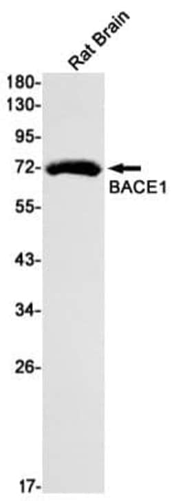 BACE-1 Antibody (S03-9C8), Novus Biologicals:Antibodies:Primary Antibodies