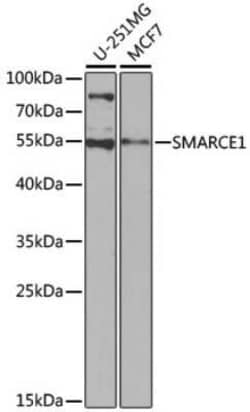 BAF57 Antibody - BSA Free, Novus Biologicals:Antibodies:Primary Antibodies