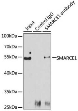 BAF57 Antibody - BSA Free, Novus Biologicals:Antibodies:Primary Antibodies