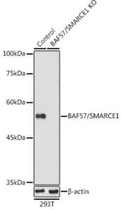 BAF57 Antibody - BSA Free, Novus Biologicals:Antibodies:Primary Antibodies