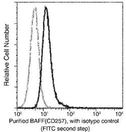 BAFF/BLyS/TNFSF13B Rabbit anti-Human, Clone: 182, Novus Biologicals 100