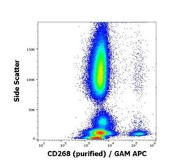 BAFFR/TNFRSF13C Antibody (11C1) - BSA Free, Novus Biologicals 0.1 mg | Buy Online | Novus Biologicals | Fisher Scientific